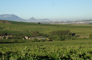 Kaapzicht Estate Vineyard